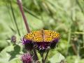 Argynnis adippe (Büyükinci)